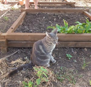chat