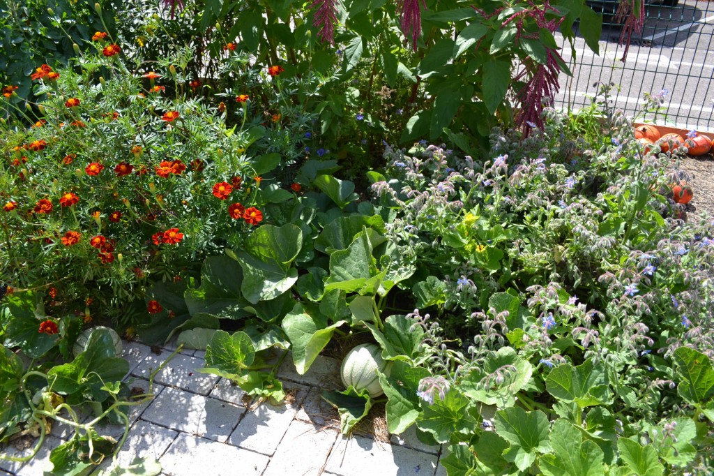 fleurs melon