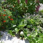 fleurs melon