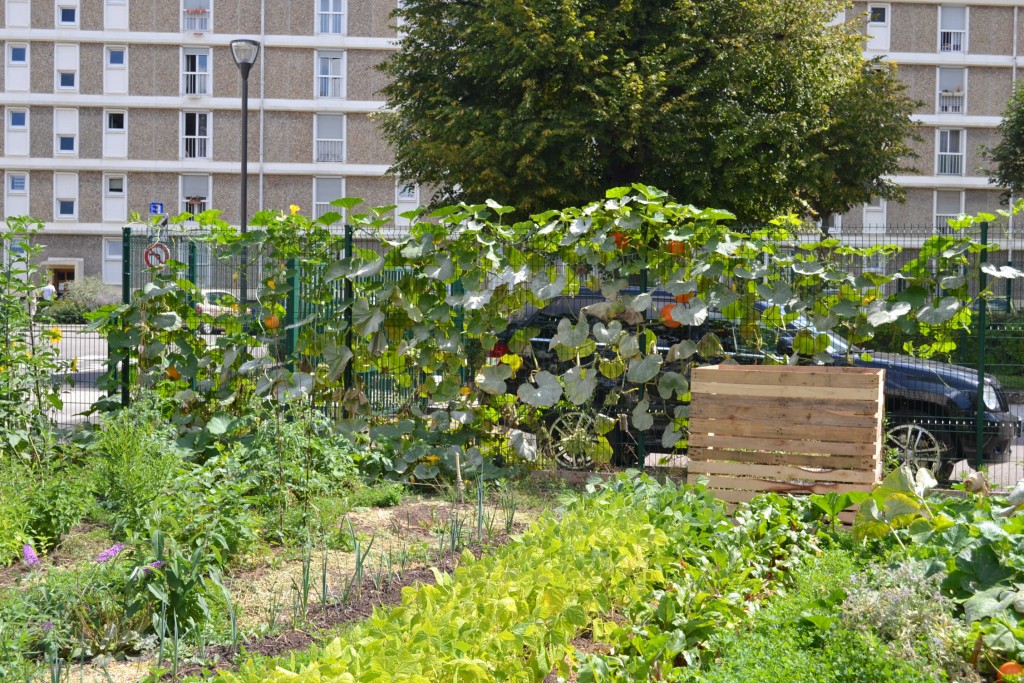 mur de courges aout