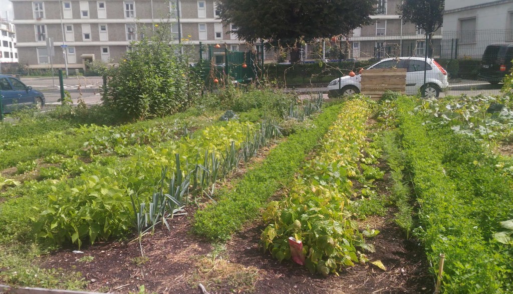 haricots carottes poireaux salades